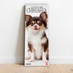 Copertina Il Mio Cane Compiega/Chihuahua n.11