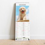 Copertina Argos Compiega/Golden Retriever n.11