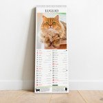 Copertina Gatto Magazine Compiega/Persiano n.10