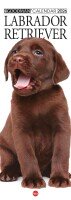 Copertina rivista Il Mio Cane Compiega/Labrador