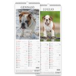 Copertina Bulldog Inglese (Libreria) n.1