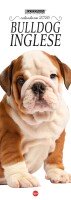 Copertina Bulldog Inglese Libreria n.2