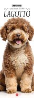 Copertina Lagotto Libreria n.2