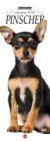 Pinscher Libreria n.2