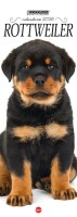 Rottweiler Libreria n.2