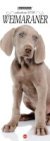 Weimaraner Libreria n.2