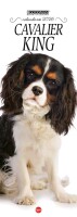 Cavalier King Libreria n.1