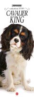 Copertina rivista Cavalier King Libreria