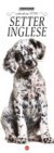 Setter Inglese Libreria n.1