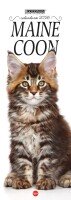 Copertina Maine Coon Libreria n.1