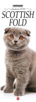 Copertina Scottish Fold Libreria n.1