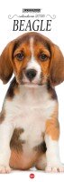 Copertina Beagle Libreria n.2
