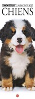 Cal. Chiens long Francia n.3