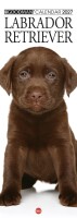 Copertina rivista Cal. Labrador long