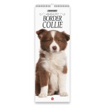 Copertina rivista Border Collie Libreria